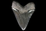Serrated, Fossil Megalodon Tooth - Robust Tooth #92903-2